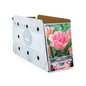 Tulipa Double Early Foxtrot | Cappers 5 x 20 - image 2