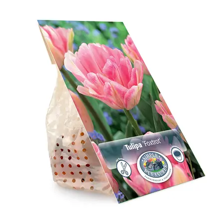 Tulipa Double Early Foxtrot | Cappers 5 x 20 - image 3