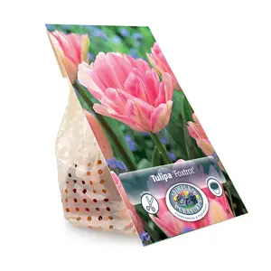 Tulipa Double Early Foxtrot | Cappers 5 x 20 - image 3