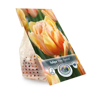 Tulipa Double Early Foxy Foxtrot | Cappers 5 x 20 - image 2
