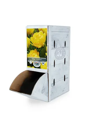 Tulipa Double Early Limousine | 80 pce - image 2