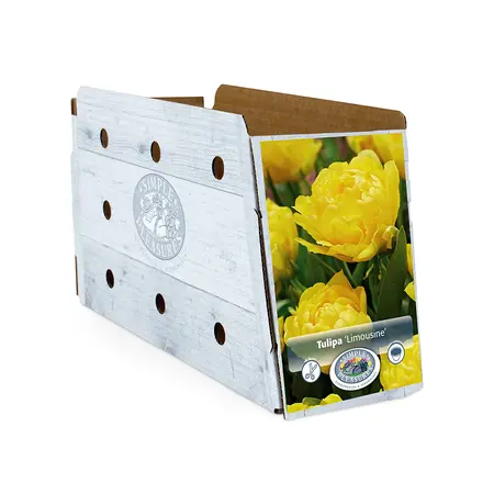 Tulipa Double Early Limousine | Capper 20 x 5 - image 2