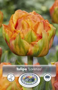 Tulipa Double Early Lorenzo | 80 pcs