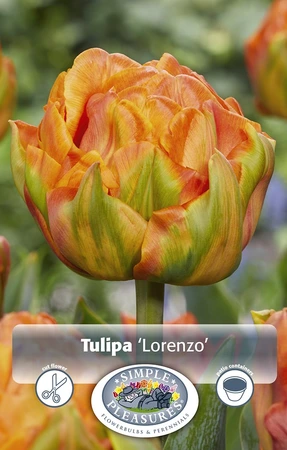 Tulipa Double Early Lorenzo | 80 pcs - image 3