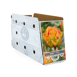 Tulipa Double Early Lorenzo | Capper 20 x 5 - image 2