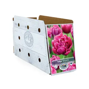 Tulipa Double Early Margarita | Capper 20 x 5 - image 2