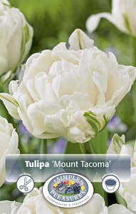 Tulipa Double Early Mount Tacoma | 100 pcs - image 2