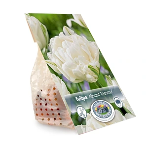 Tulipa Double Early Mount Tacoma | Capper 20 x 5 - image 3