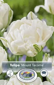 Tulipa Double Early Mount Tacoma | Capper 20 x 5