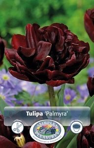 Tulipa Double Early Palmyra | 80 pcs