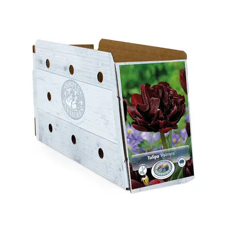 Tulipa Double Early Palmyra | Capper 20 x 5 - image 2