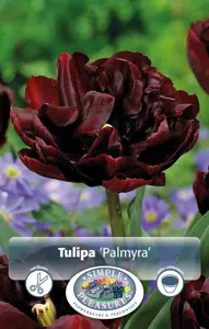 Tulipa Double Early Palmyra | Capper 20 x 5