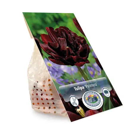 Tulipa Double Early Palmyra | Capper 20 x 5 - image 3