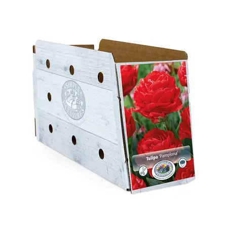 Tulipa Double Early Pamplona | Capper 20 x 5 - image 2