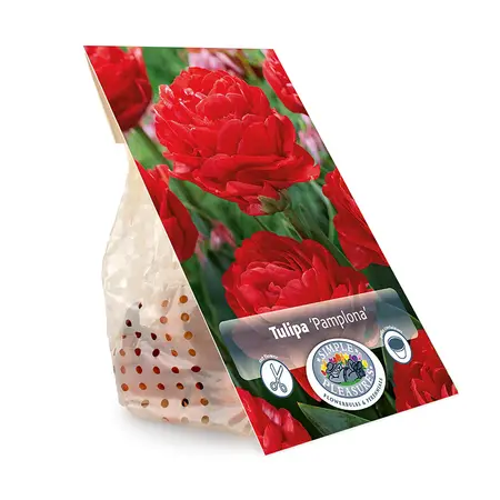 Tulipa Double Early Pamplona | Capper 20 x 5 - image 3