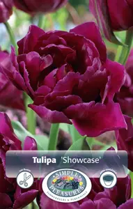 Tulipa Double Early Showcase | 80 pcs