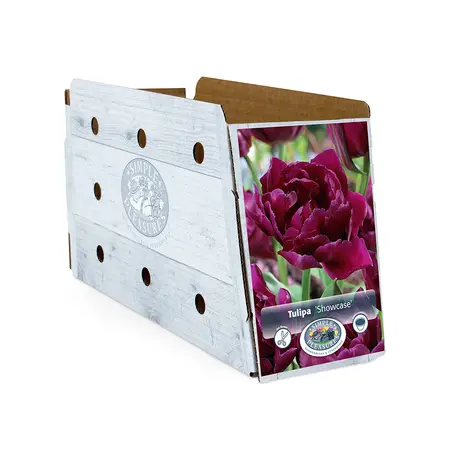 Tulipa Double Early Showcase | Capper 20 x 5 - image 2