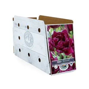 Tulipa Double Early Showcase | Capper 20 x 5 - image 2