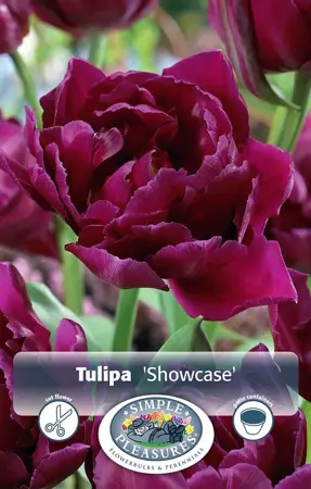 Tulipa Double Early Showcase | Capper 20 x 5 - image 1