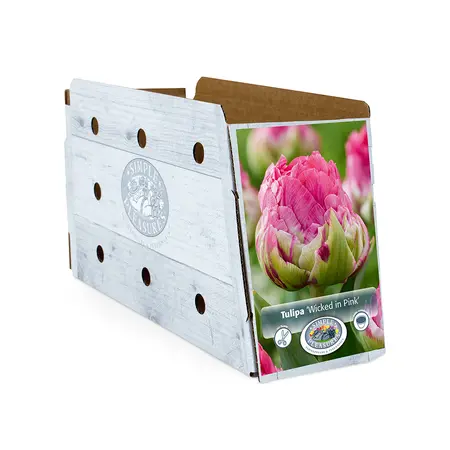 Tulipa Double Early Wicked in Pink | Capper 20 x 5 - image 2
