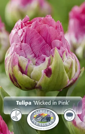 Tulipa Double Early Wicked in Pink | Capper 20 x 5 - image 1