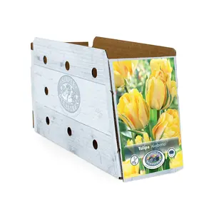 Tulipa Double Late Akebono | Cappers 5 x 20 - image 2