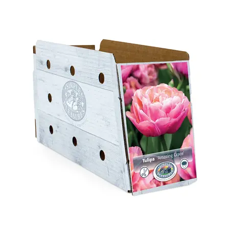 Tulipa Double Late Amazing Grace | Cappers 5 x 20 - image 2