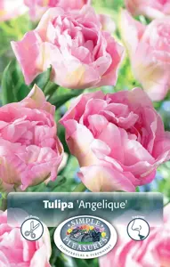 Tulipa Double Late Angelique | 100 pcs - image 1