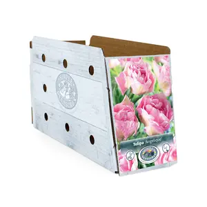 Tulipa Double Late Angelique | Cappers 5 x 20 - image 2