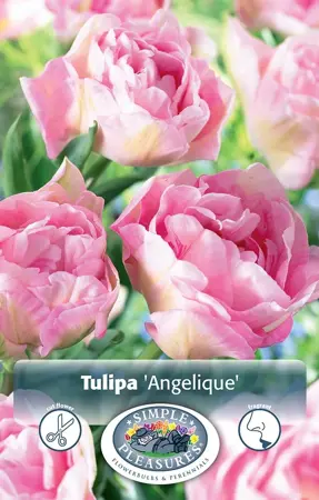Tulipa Double Late Angelique | Cappers 5 x 20 - image 1