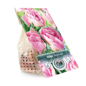 Tulipa Double Late Angelique | Cappers 5 x 20 - image 3