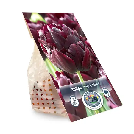 Tulipa Double Late Black Hero | Cappers 5 x 20 - image 3