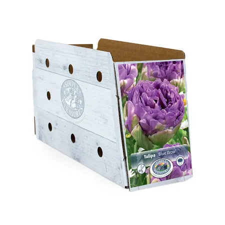 Tulipa Double Late Blue Wow | Cappers 5 x 20 - image 2