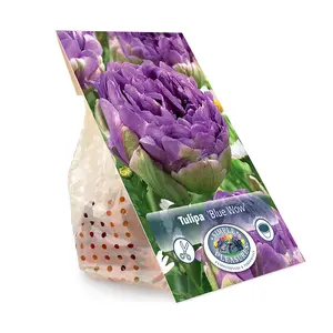 Tulipa Double Late Blue Wow | Cappers 5 x 20 - image 3