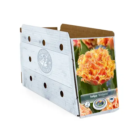 Tulipa Double Late Brisbane | Cappers 5 x 20 - image 2