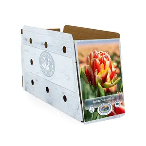 Tulipa Double Late Cannonball | Cappers 5 x 20 - image 2
