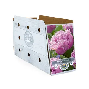 Tulipa Double Late castle | Cappers 5 x 20 - image 2