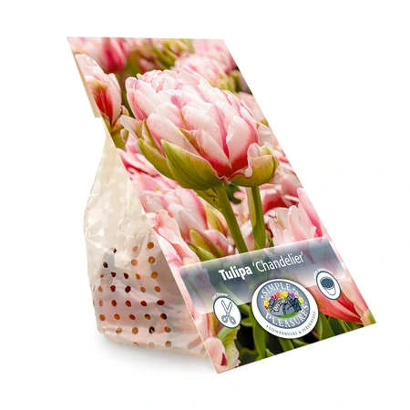 Tulipa Double Late Chandelier | Cappers 5 x 20 - image 2