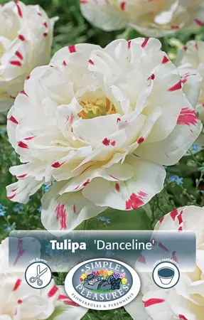 Tulipa Double Late Danceline | Cappers 5 x 20 - image 1