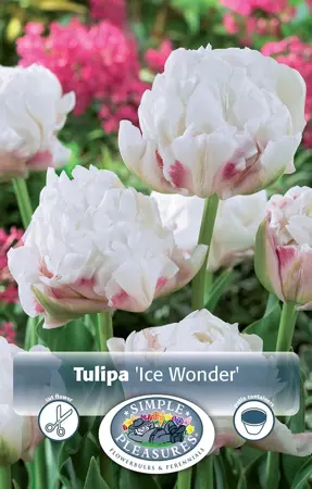 Tulipa Double Late Ice Wonder | 80 pce - image 1