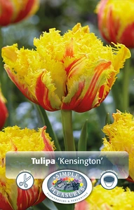 Tulipa Double Late Kensington | Cappers 4 x 20 - image 2