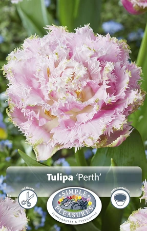 Tulipa Double Late Perth | 80 pce - image 3
