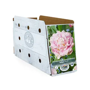 Tulipa Double Late Perth | Cappers 5 x 20 - image 2
