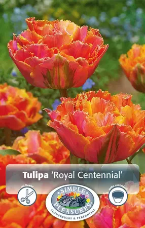 Tulipa Double Late Royal Centennial | 80 pcs - image 1