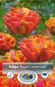 Tulipa Double Late Royal Centennial | Cappers 5 x 20