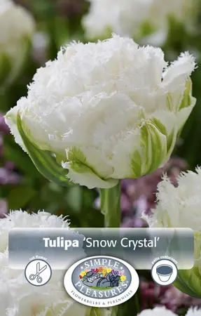 Tulipa Double Late Snow Crystal | 80 pce - image 1