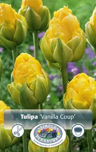 Tulipa Double Late Vanilla Coup | 80 pce