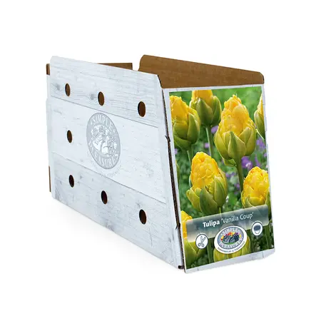 Tulipa Double Late Vanilla Coup | Cappers 5 x 20 - image 2