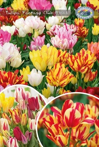 Tulipa Fantasy Club Blend | Bags 12 x 25