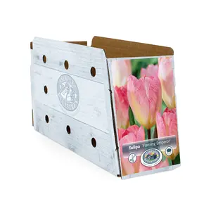 Tulipa Fosteriana Flaming Emperor | Cappers 5 x 20 - image 2